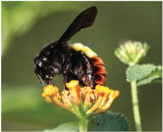 Insect feeding on nectar of a flower, also helps in the pollination