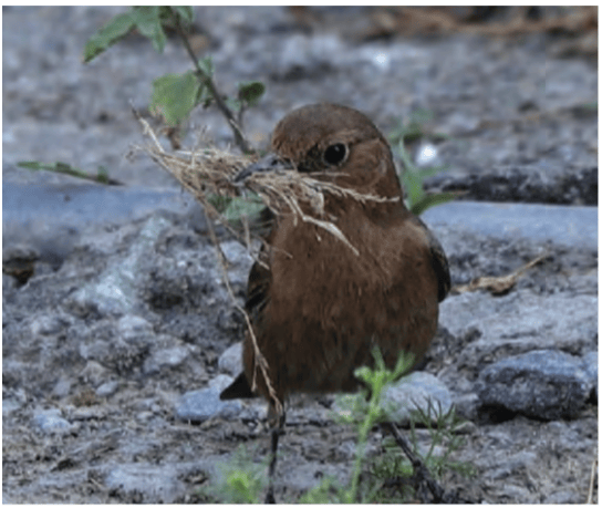 A bird gathering material for its nest