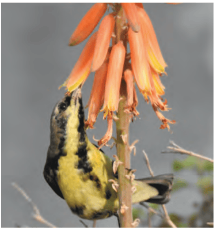 Sunbird feeding on nectar also helps in pollination
