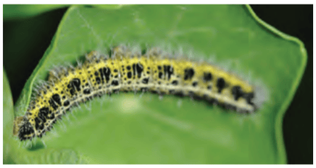 Caterpillar on the leaves of a flowering nasturtium plant