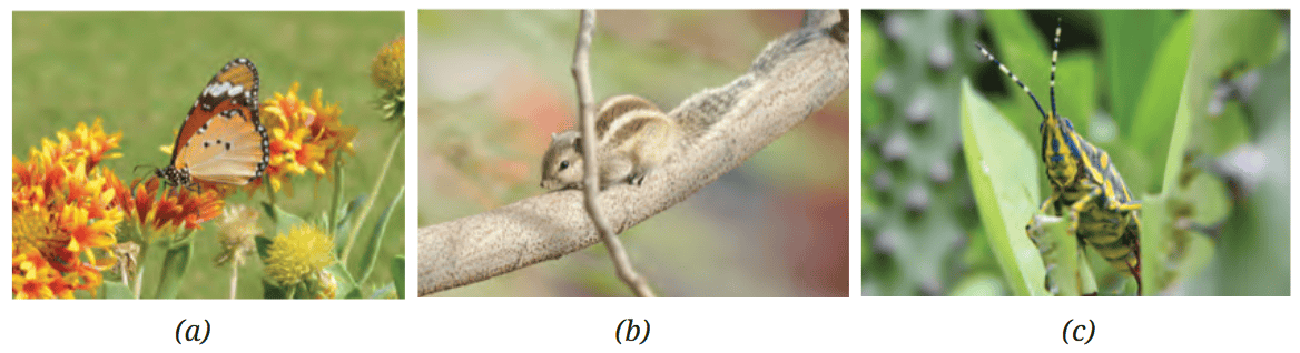 (a) Butterflies get attracted towards brightly coloured flowers (b) Squirrels live in trees but like to come down to grassy patches for food (c) Grasshoppers are found in sunny, grassy, moist gardens and sometimes burrow into soil