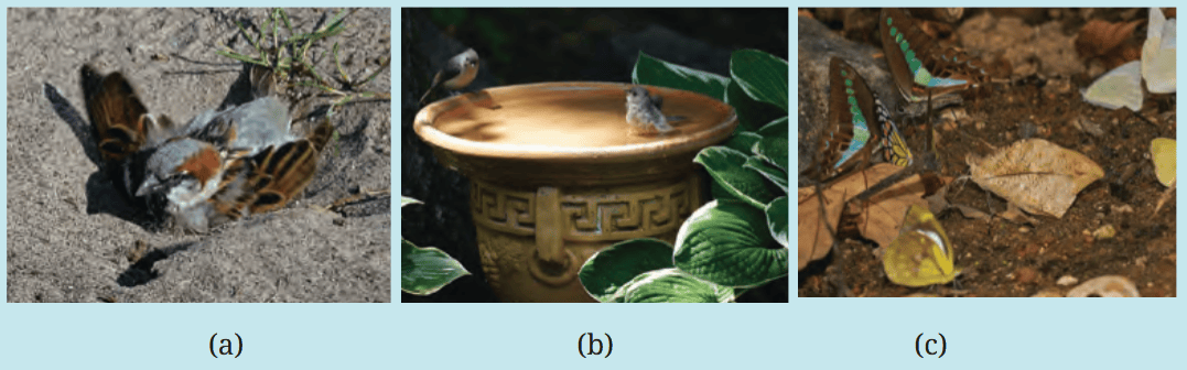 (a) Dustbathing, (b) Water bathing, (c) Mudpuddling