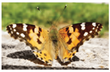 Butterfly basking on a flat rock in a sunny area