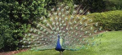 peacock