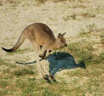 kangaroos