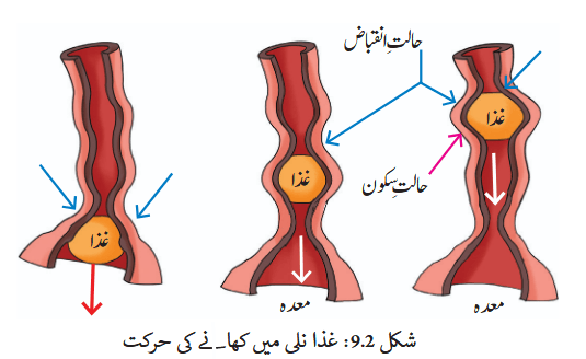 Screenshot 2025-11-14 at 14-55-44 gucu109.pdf