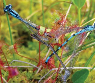 Drosera_anglica_ne2
