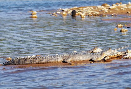 Gharial_(Gavialis_gangeticus)_female