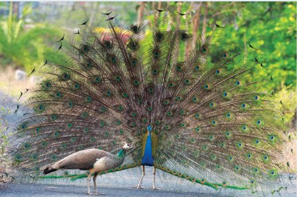 Indian_Peacock_courtship_display_at_Pench_national_park_(April,_2024)_10