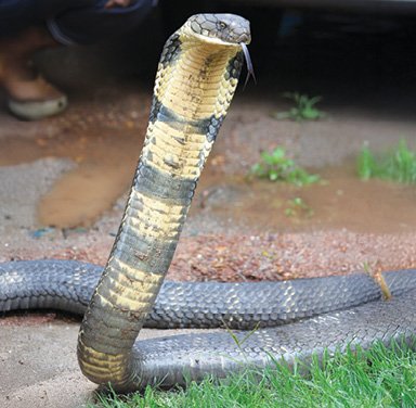 King_Cobra_from_western_ghats