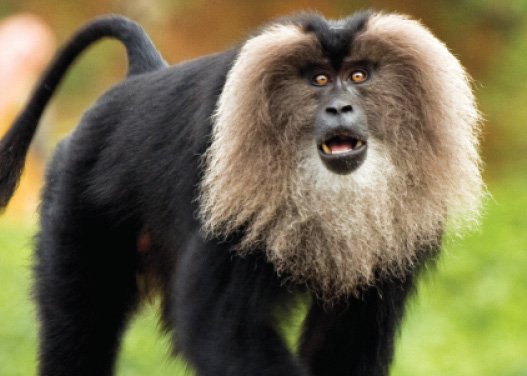 Lion-tailed_macaque_by_N_A_Nazeer