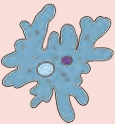 Amoeba