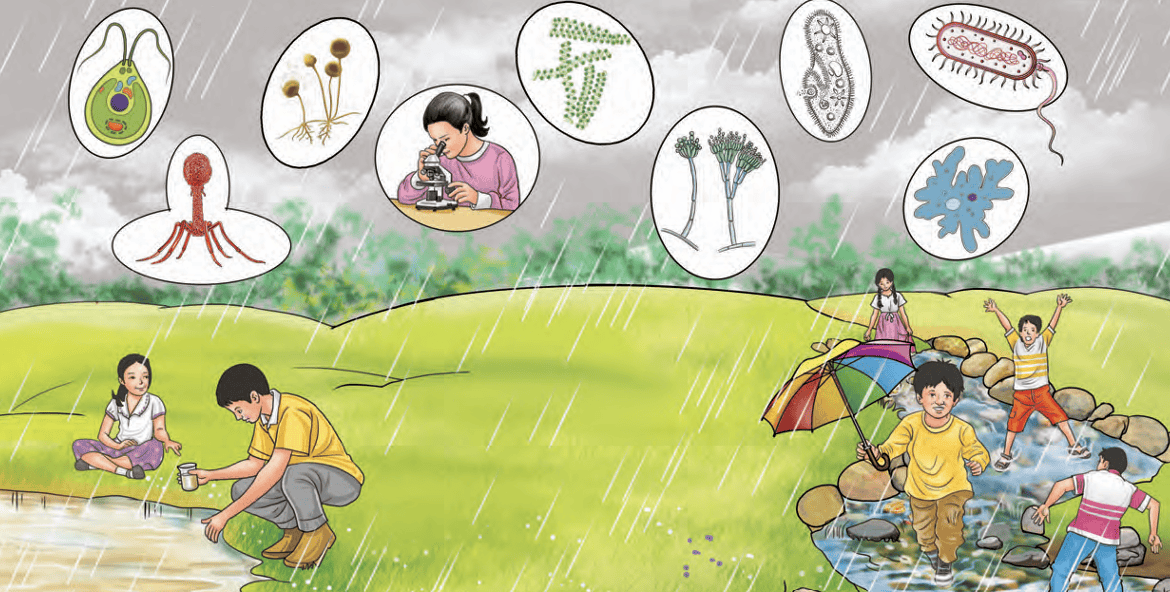 Plant and science tools