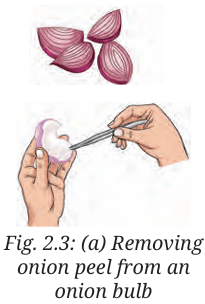 onion bulb