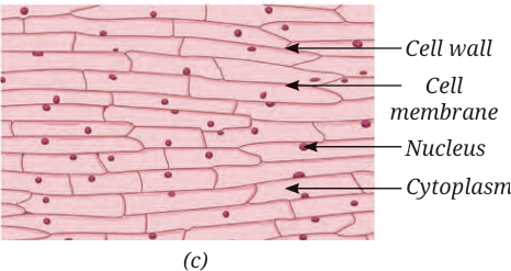 cell wall
