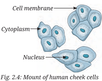cheek cell