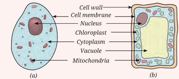 cells