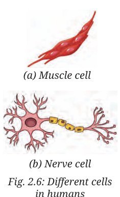 muscle cell