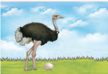 ostrich