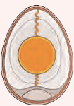 yolk