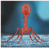 Bacteria