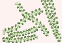 spirulina