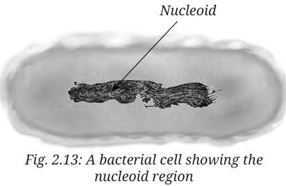 bacterial cell