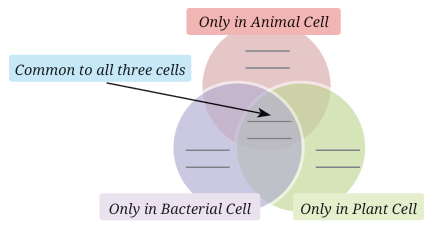 cells