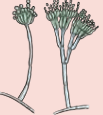 Mould