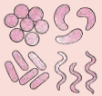 Bacteria