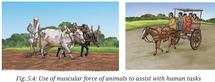 animals