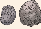 stones 