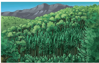 Fig. 9.10 (a): Dense forest