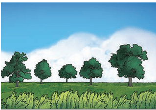 Fig. 9.10 (b): Less dense forest