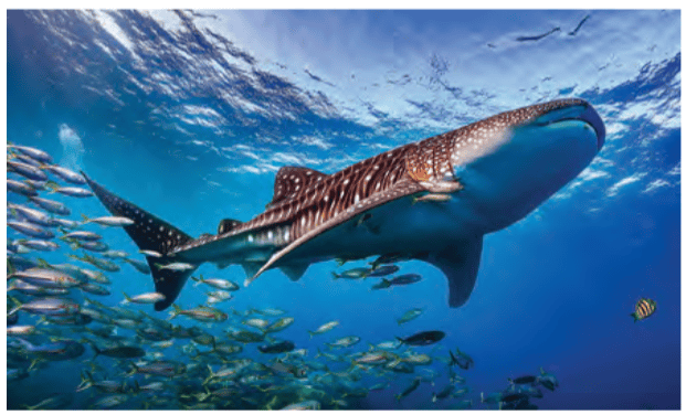 Life in water