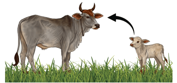 Development of calf to cow