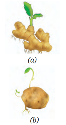 Vegetative propagation — (a) Ginger; (b) Potato