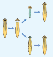 Planaria