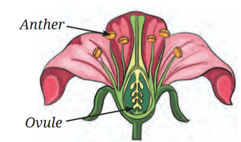 A flower