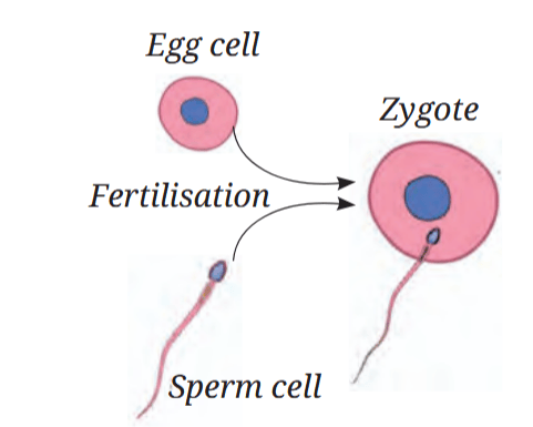 Formation of zygote