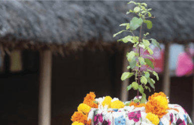 Tulasi puja for wellbeing