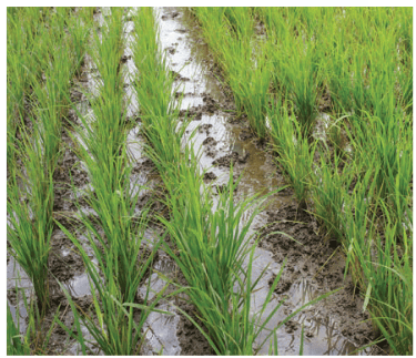 Fig. 1.16. Wet paddy fields.