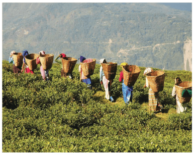 Fig. 1.20. Organic farming in Sikkim.