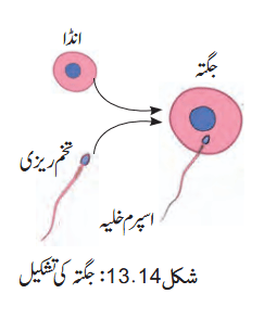 Screenshot 2026-04-13 at 11-47-49 Chapter 13.pdf