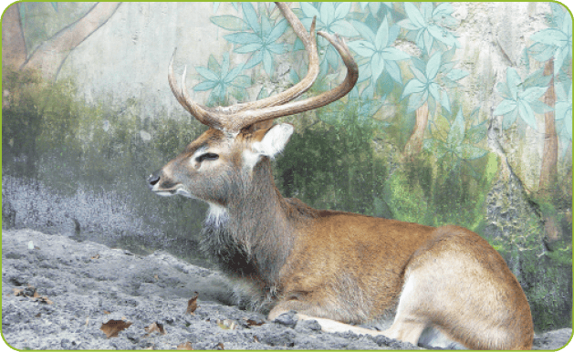 sangai_deer