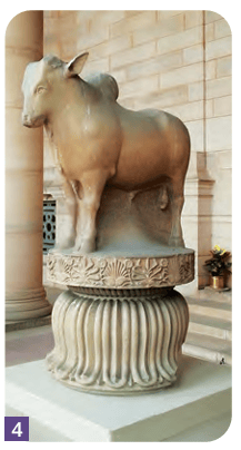 Rampurva bull capital