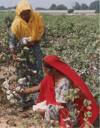 cotton%20harvesting.tif