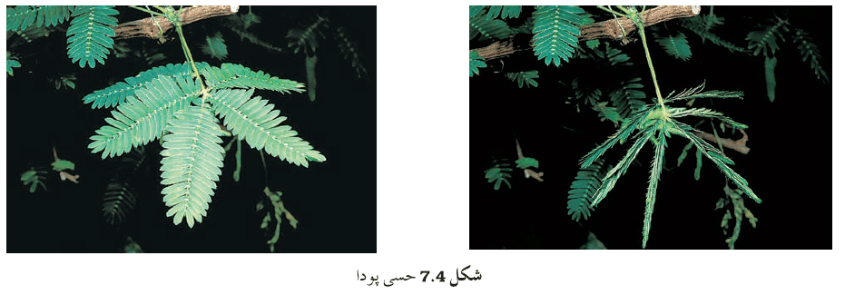 Pic5 Capture7