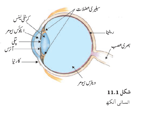 c11.2