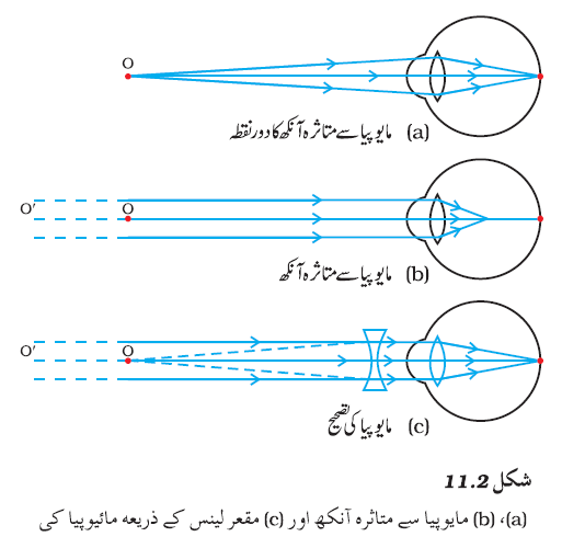 c11.3
